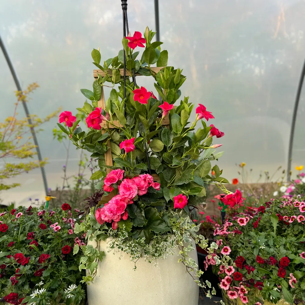 Trees, shrubs, and flowering plants growing at the Sears nursery greenhouse on Cape Cod